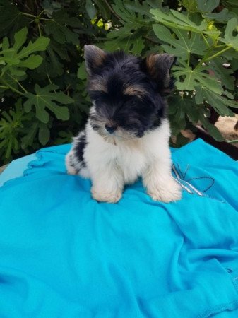 Yorkshire terrier biewer