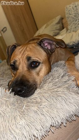 Amerikai Stafford terrier ingyen elvihető