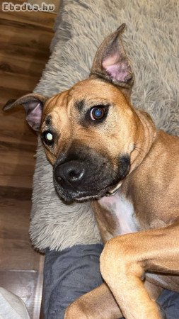 Amerikai Stafford terrier ingyen elvihető