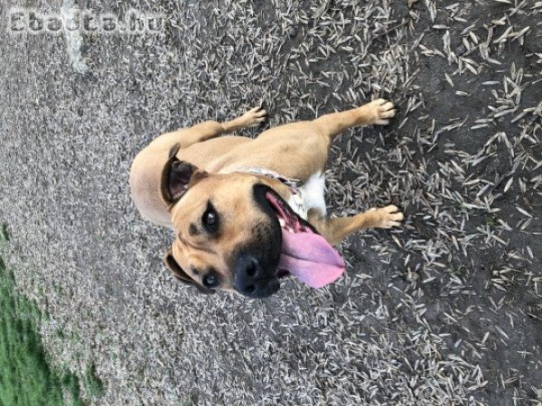 Amerikai Stafford terrier ingyen elvihető