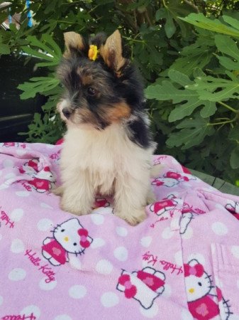 Yorkshire terrier biewer