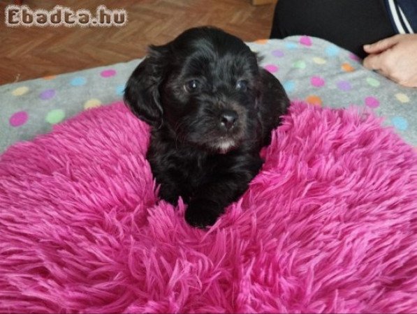 Bichon Havanese