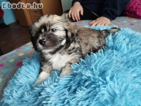 Bichon Havanese