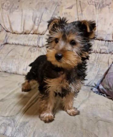 Yorkshire terrier