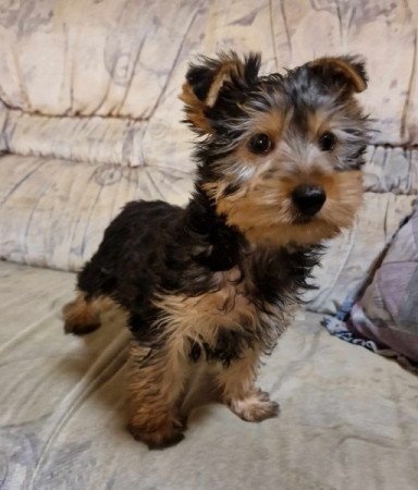 Yorkshire terrier