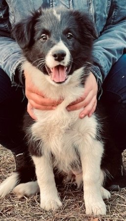 Border Collie