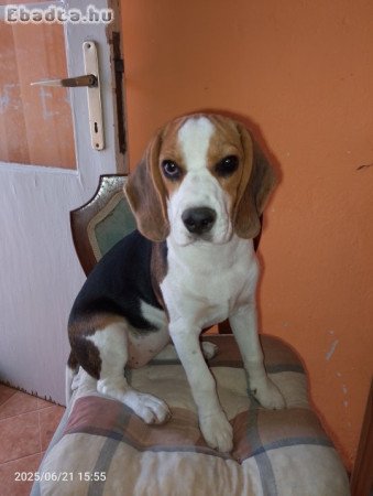 Beagle szuka kiskutya
