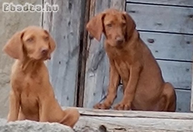 Magyar vizsla kölykök gazdát keresnek!