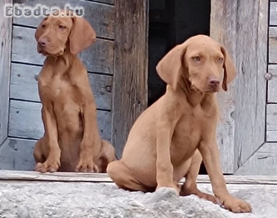 Magyar vizsla kölykök gazdát keresnek!