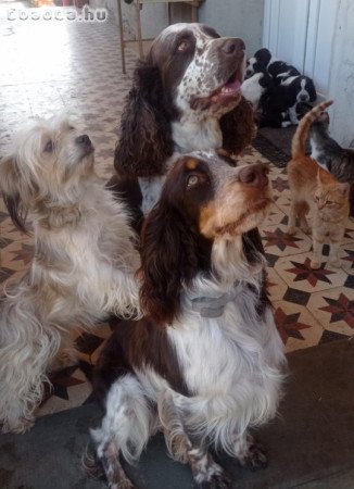 Angol Springer spániel kiskutyák eladók