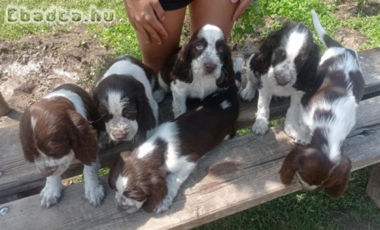 Angol Springer spániel kiskutyák eladók