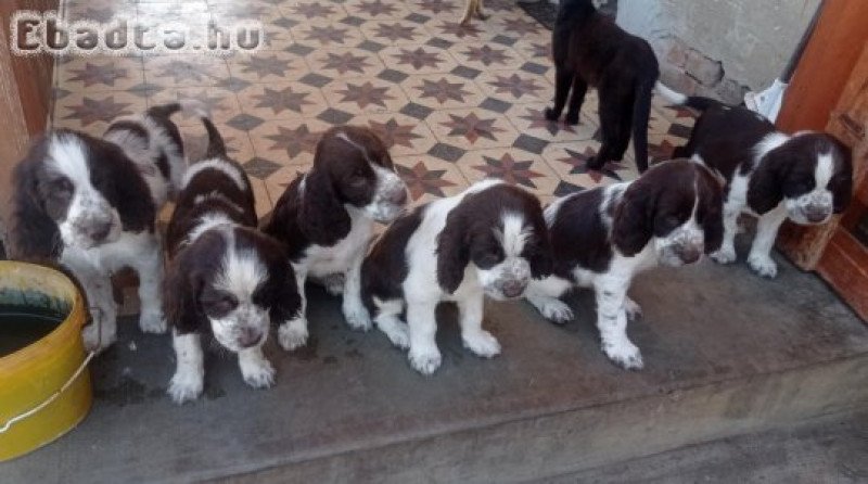 Angol Springer spániel kiskutyák eladók