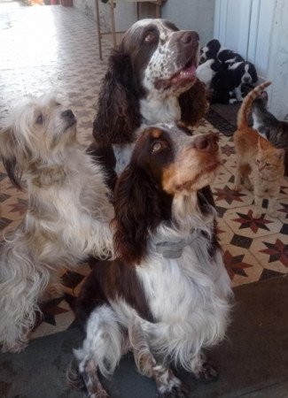 Angol Springer spániel