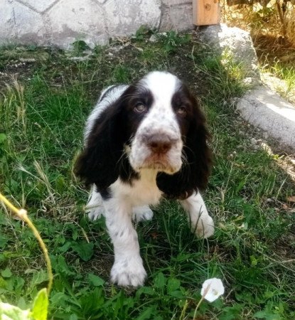 Angol Springer spániel