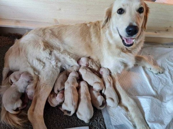 Golden retriever fajtiszta jellegű kiskutyák