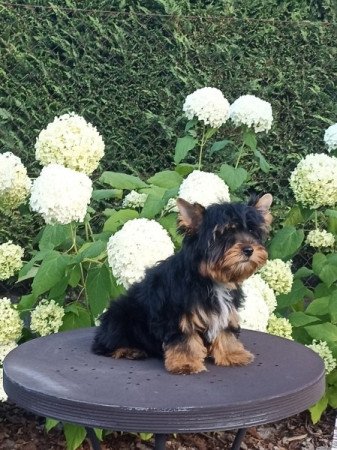 Yorkshire Terrier