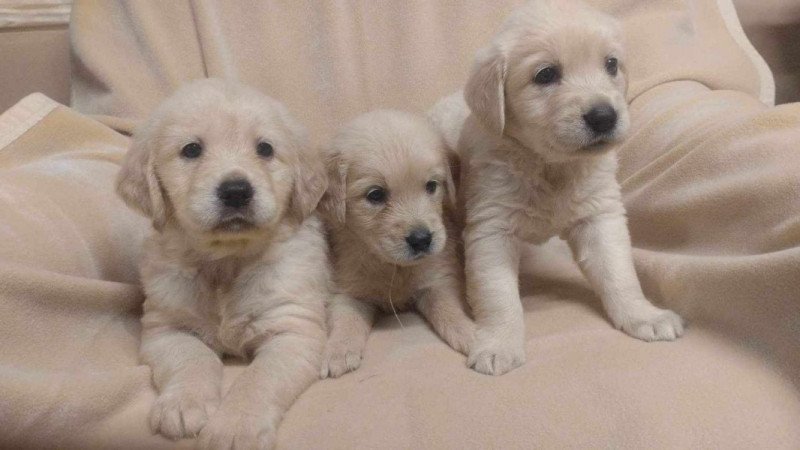 Golden retriever fajtiszta jellegű kiskutyák