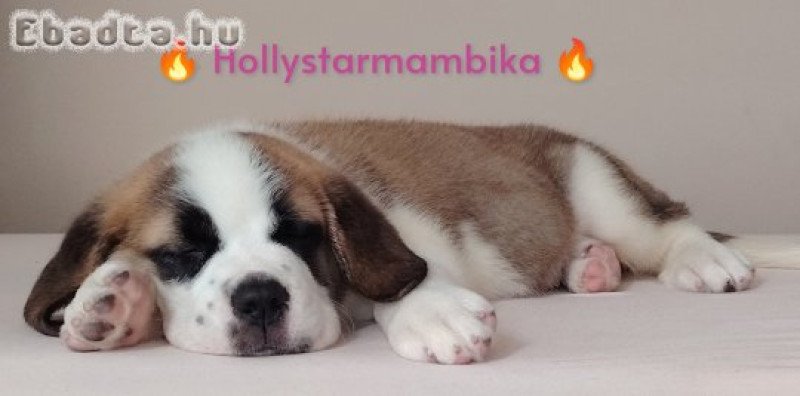 Szent Bernáthegyi Minőségi kislány