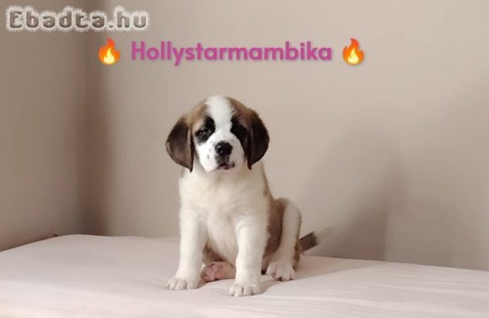 Szent Bernáthegyi Minőségi kislány