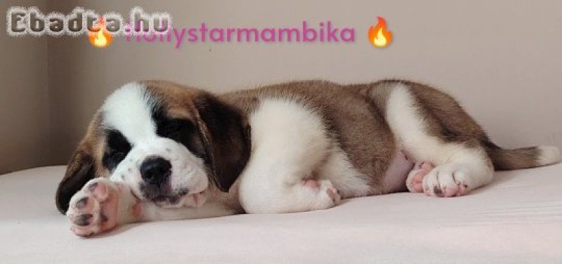 Szent Bernáthegyi Minőségi kislány