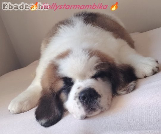 Szent Bernáthegyi Hosszú szőrű Minőségi kislány