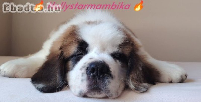 Szent Bernáthegyi Hosszú szőrű Minőségi kislány