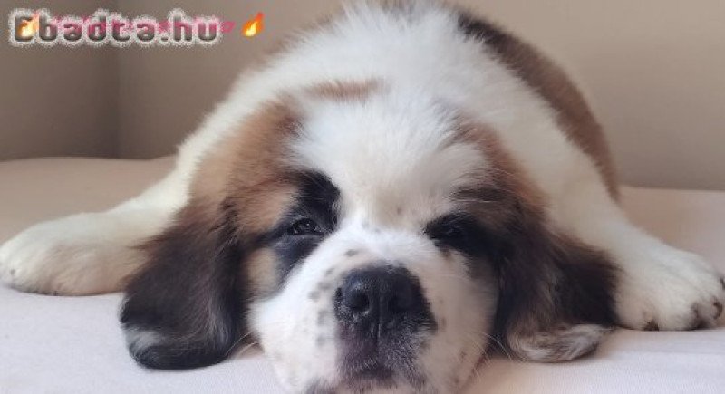 Szent Bernáthegyi Hosszú szőrű Minőségi kislány