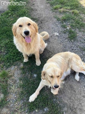 Golden Retriever Jellegű kiskutyák