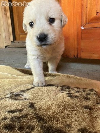 Golden Retriever Jellegű kiskutyák