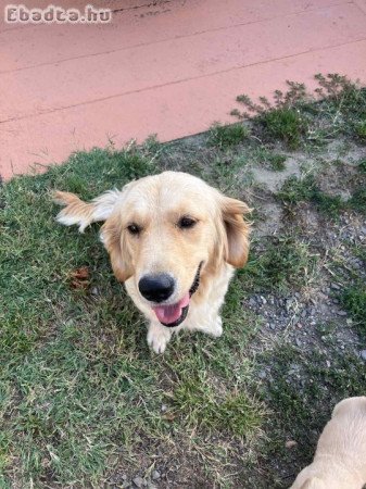 Golden Retriever Jellegű kiskutyák