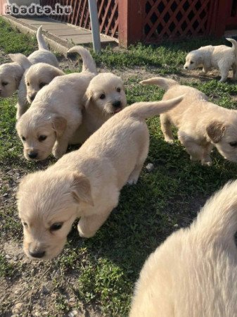 Golden Retriever Jellegű kiskutyák