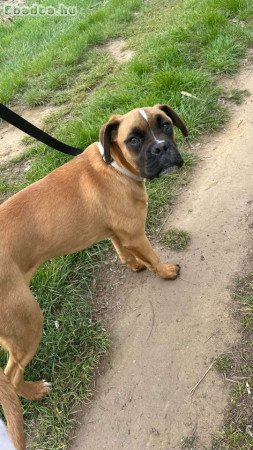 Boxer kutya