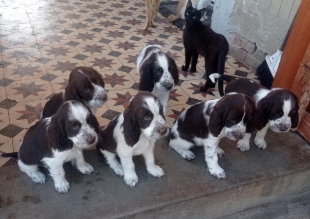 Angol Springer spániel