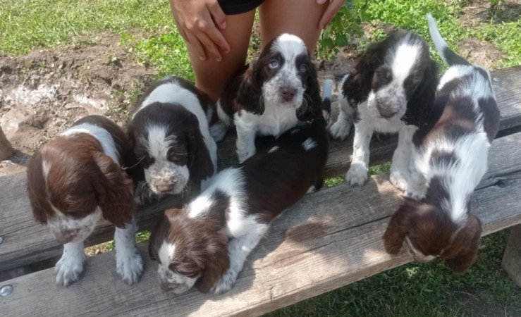 Angol Springer spániel