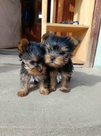 Yorkshire terrier