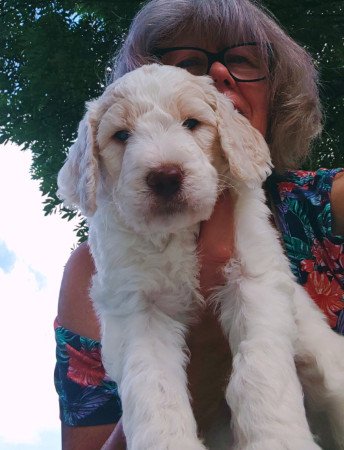 Óriás uszkár kiskutyák