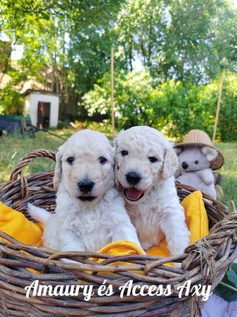 Óriás uszkár kiskutyák