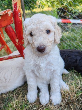 Óriás uszkár kiskutyák