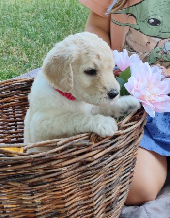 Óriás uszkár kiskutyák