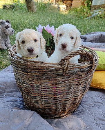 Óriás uszkár kiskutyák