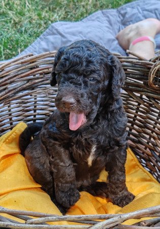 Óriás uszkár kiskutyák