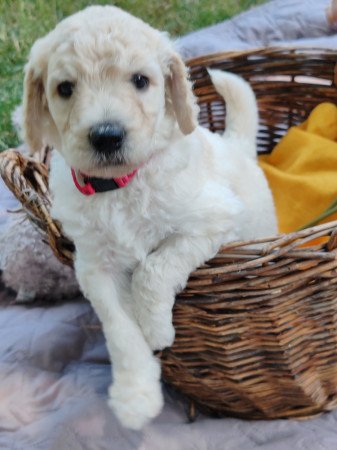 Óriás uszkár kiskutyák