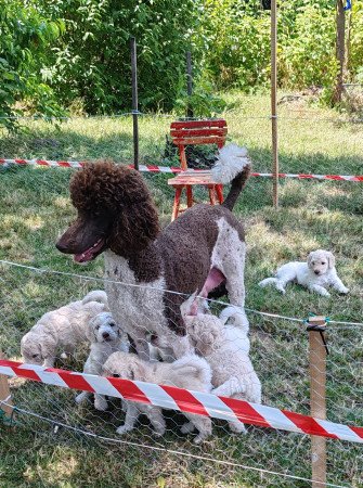 Óriás uszkár kiskutyák