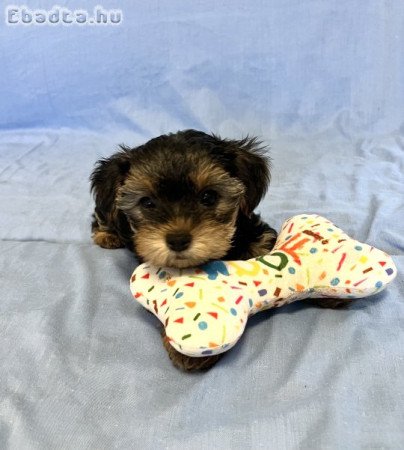 Yorki, yorkshire terrier kiskutyák