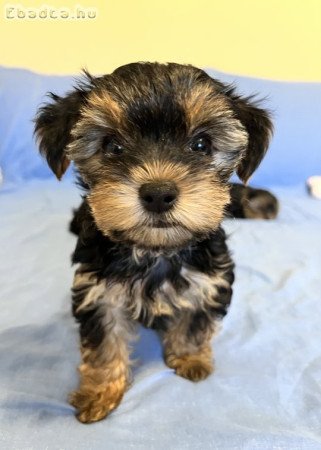Yorki, yorkshire terrier kiskutyák