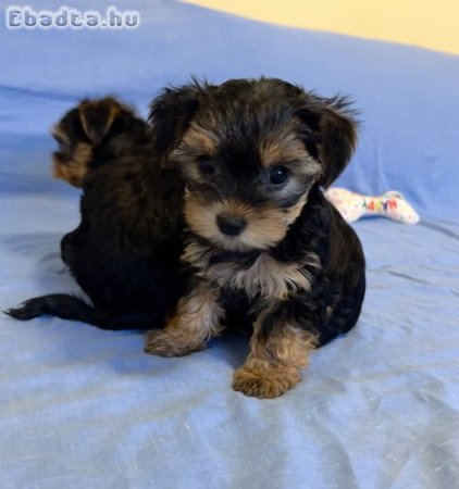 Yorki, yorkshire terrier kiskutyák