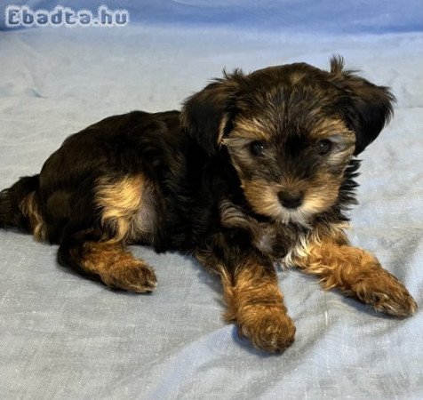 Yorki, yorkshire terrier kiskutyák