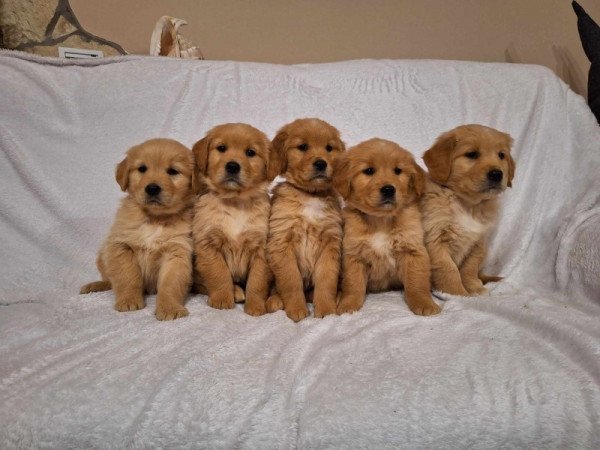 Golden Retriever