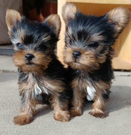 Yorkshire terrier