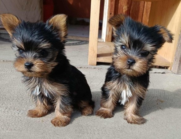 Yorkshire terrier
